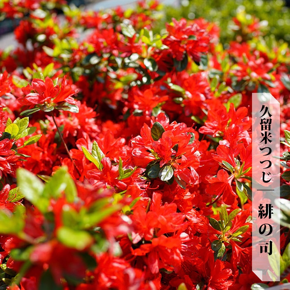 ツツジ 苗 クルメツツジ 緋の司 4号ポット苗 : 苗木部 花ひろば