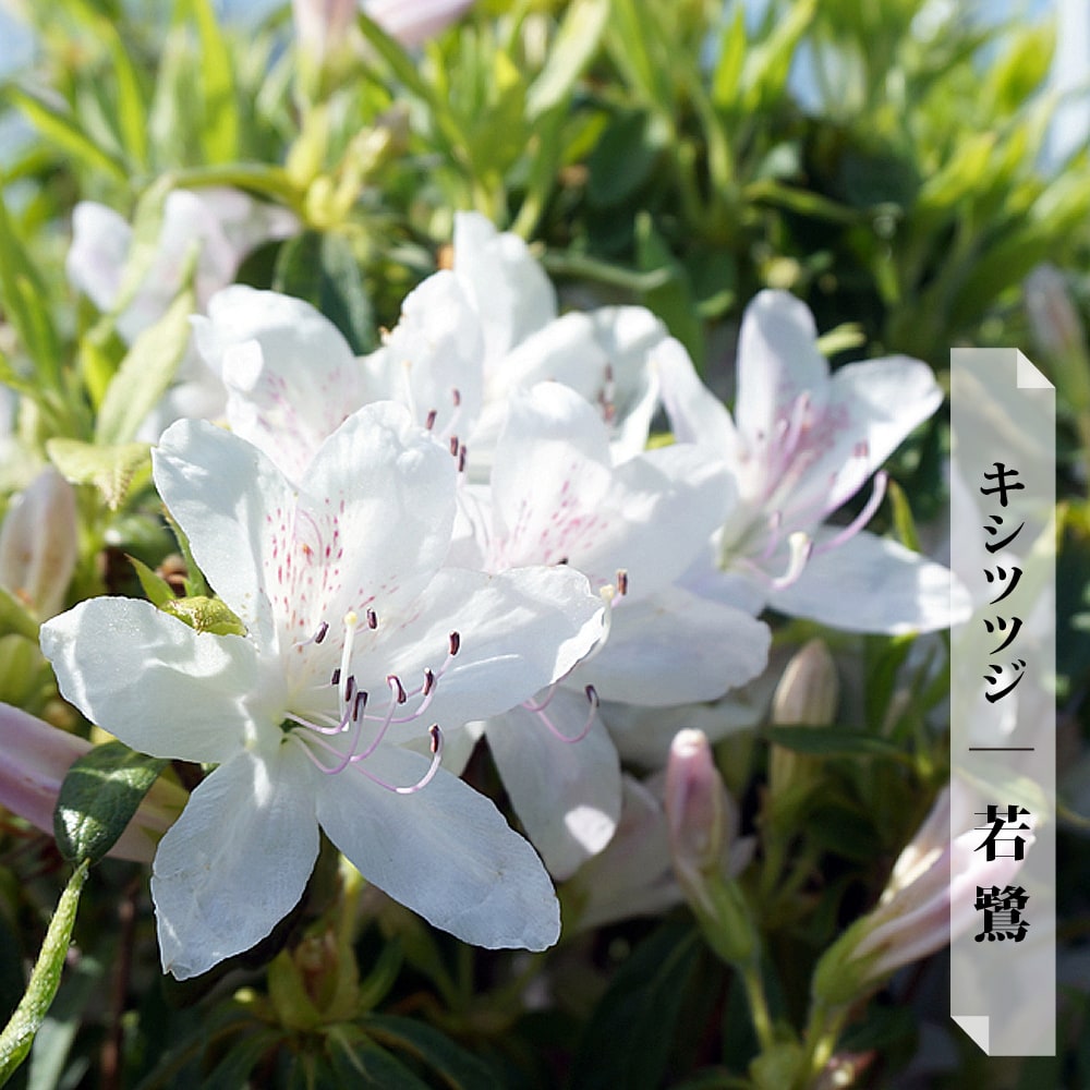 キバツツジ(どちらか1鉢ごと) 4/24撮影(今年は終わりました