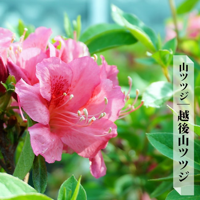 ヤマツツジ 苗 越後山ツツジ 4号ポット苗 : 苗木部 花ひろばオンライン