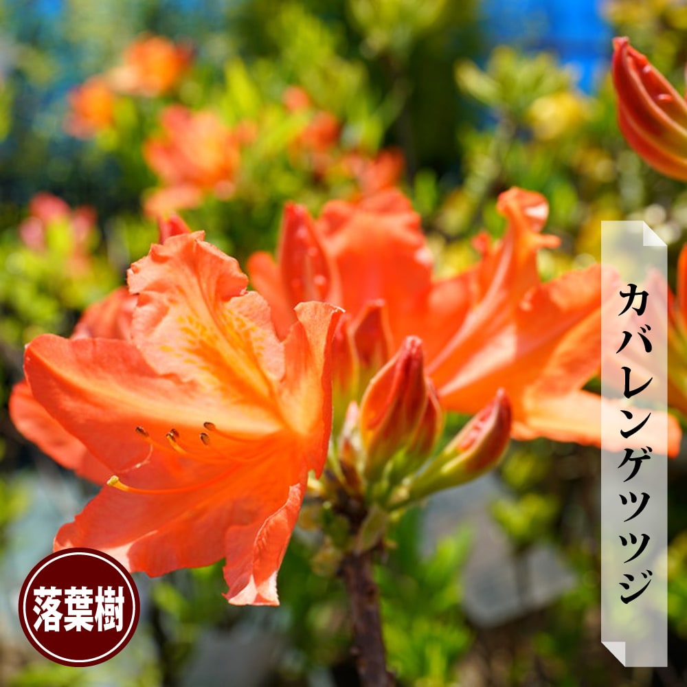 中型盆栽 緑色の葉 苔土山ツツジ株オレンジ花 06428277_tsutsuji-r007_01.jpg