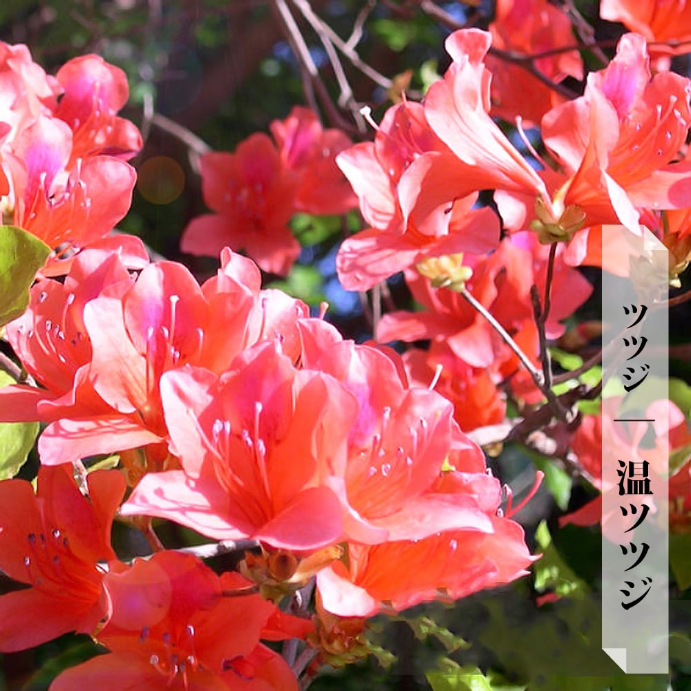 06428277_tsutsuji-r022_01.jpg