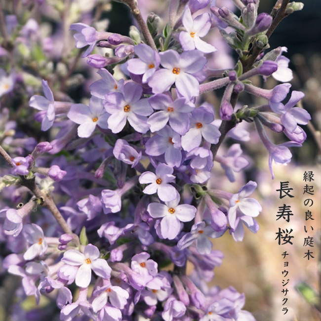 花芽付き 長寿桜 （チョウジュザクラ） 根巻き苗