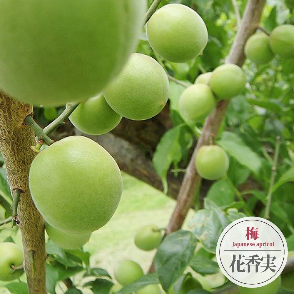 梅の苗木 花香実 実梅 うめ 1年生接木苗 : ume-hanakami : 苗木部 花ひろばオンライン - 通販 - Yahoo!ショッピング