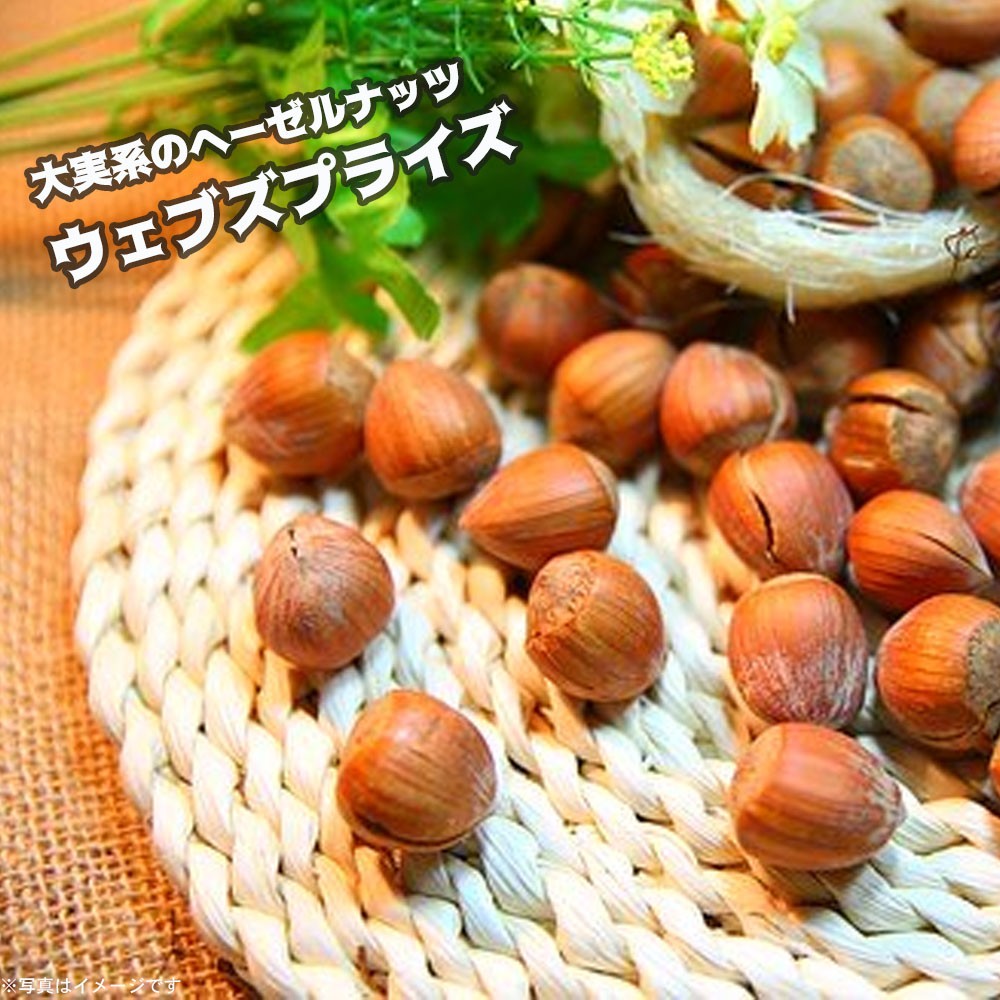 ナッツ類 ヘーゼルナッツ 苗木1本