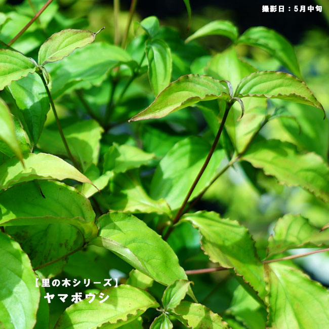 白花 ヤマボウシ 株立ち（寄せ株） 根巻き大苗 大型宅配便・特大梱包