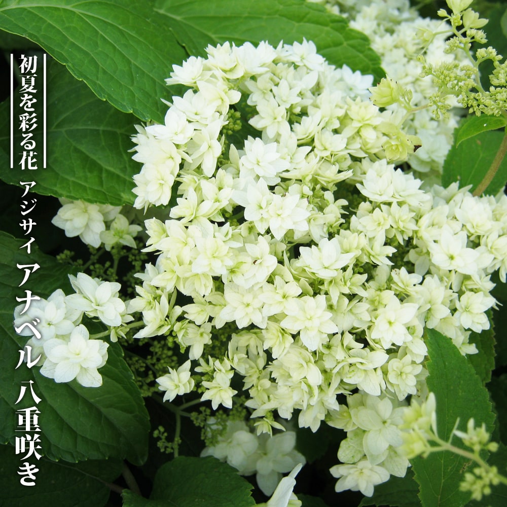 八重咲きアナベル 八重咲きアナベル ヘイズスターバースト 3号ポット苗 : 苗木部 花