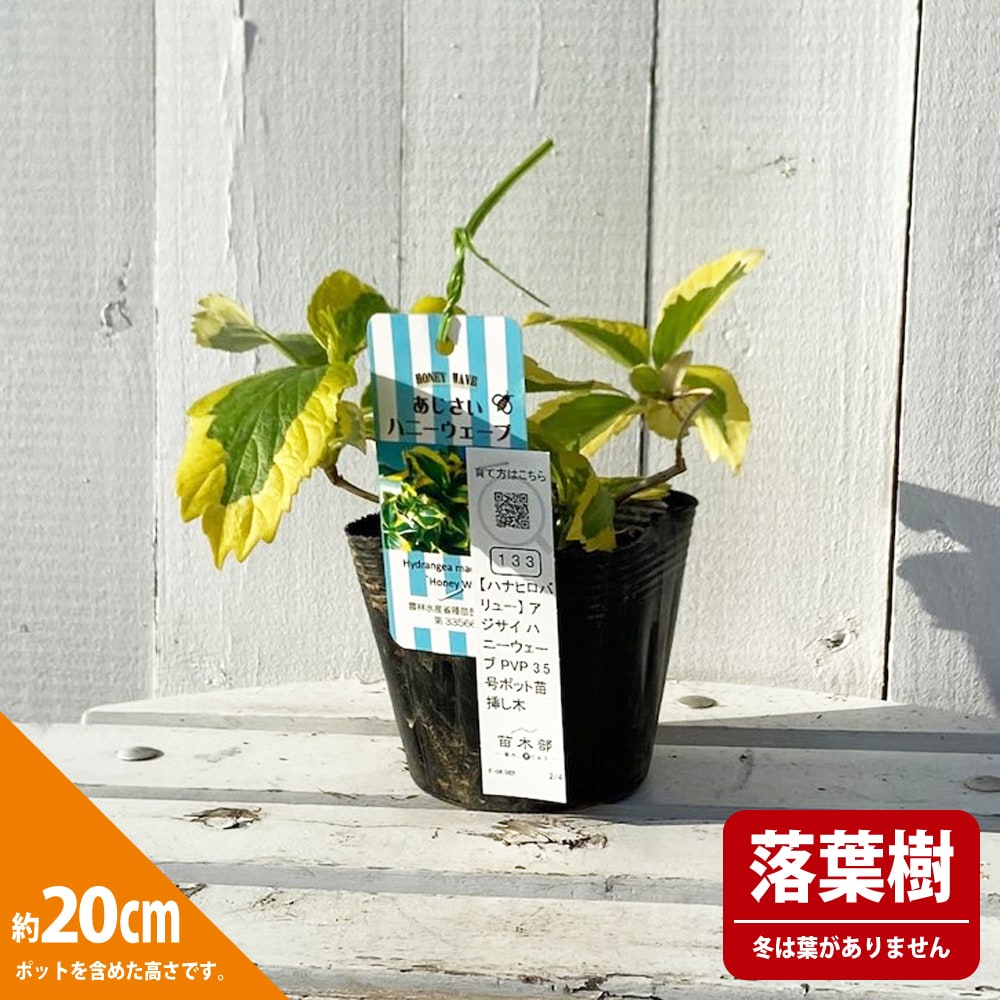 専用！！紫陽花苗セット(3種類) 専用！！紫陽花苗セット(3種類) 楽天市場】アジサイ セットの通販