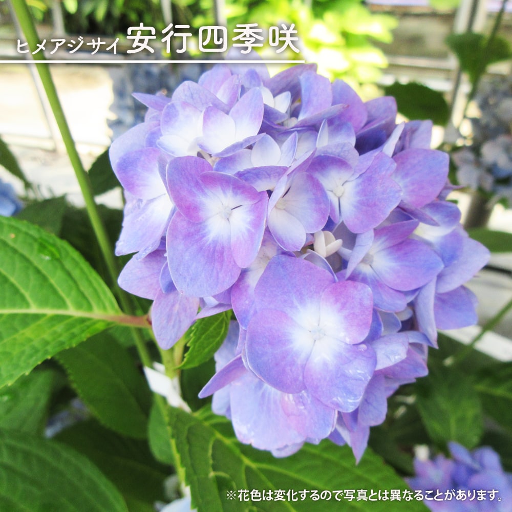 紫陽花 ヒメアジサイ 安行四季咲 3号ポット苗 ハナヒロバリュー 爆買い