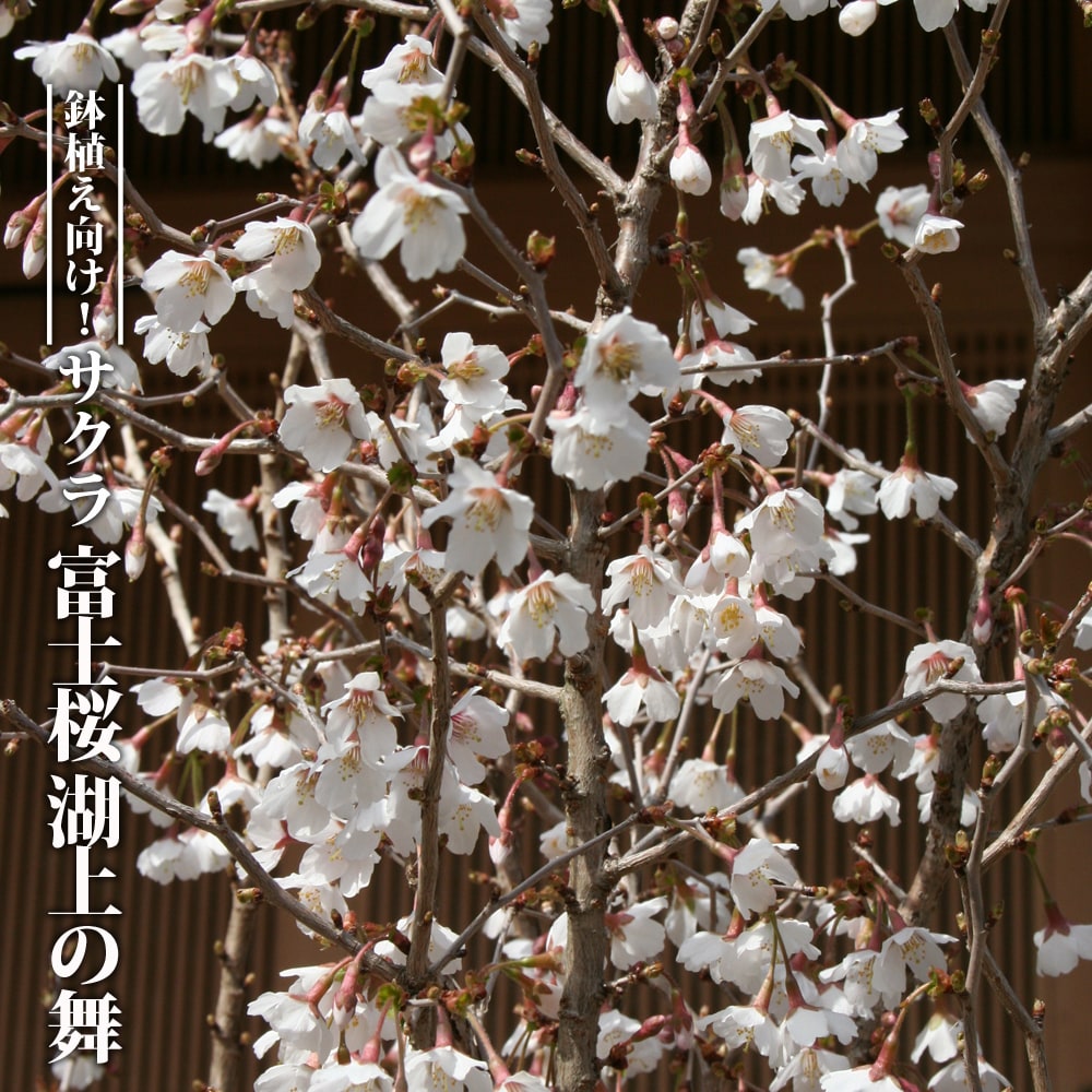 桜 盆栽 富士桜 湖上の舞 白鉢苗 挿し木 爆買いweek : 苗木部 花ひろば