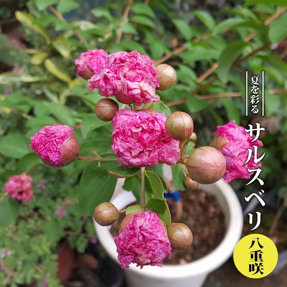 サルスベリ 八重咲き 3.5号ポット苗 ハナヒロバリュー : niwaki 