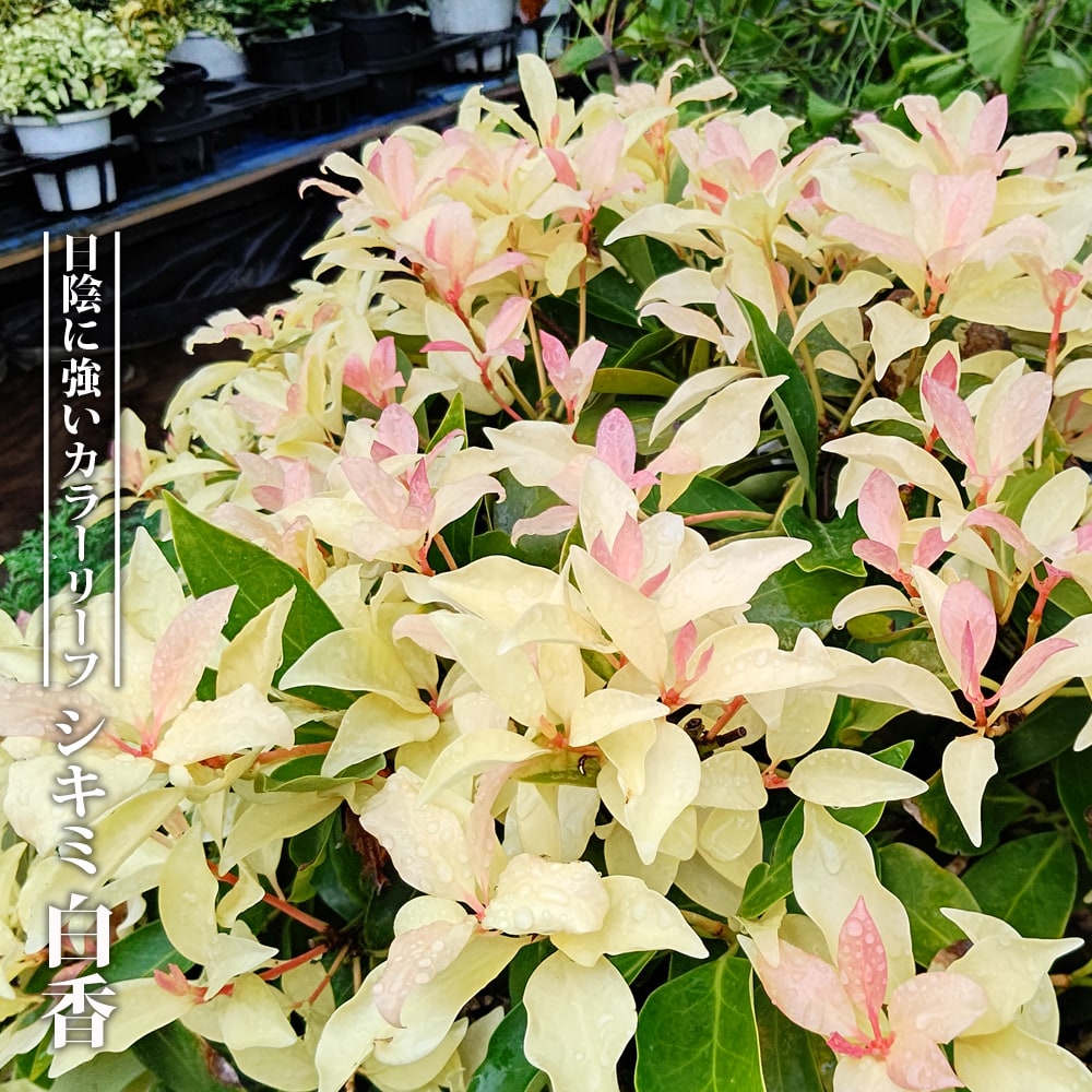 シキミ 白香 3.5号ポット苗 ハナヒロバリュー :niwaki-shikimi-siraka-v:苗木部 花ひろばオンライン 通販  