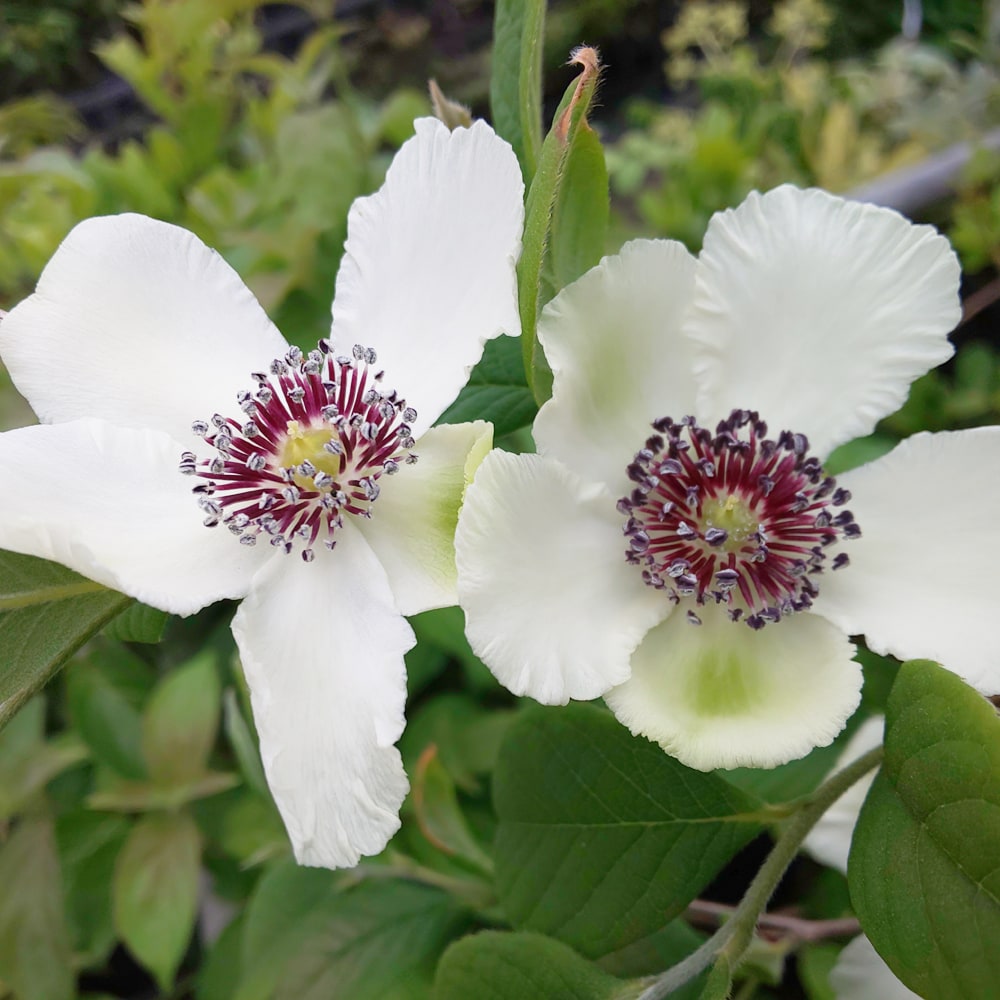 アメリカシャラ マラコデンドロン 3号ポット苗 ハナヒロバリュー