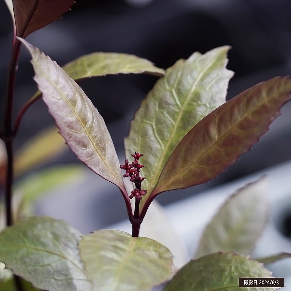 千両(センリョウ) ダークショコラ 3.5号ポット苗 ハナヒロバリュー