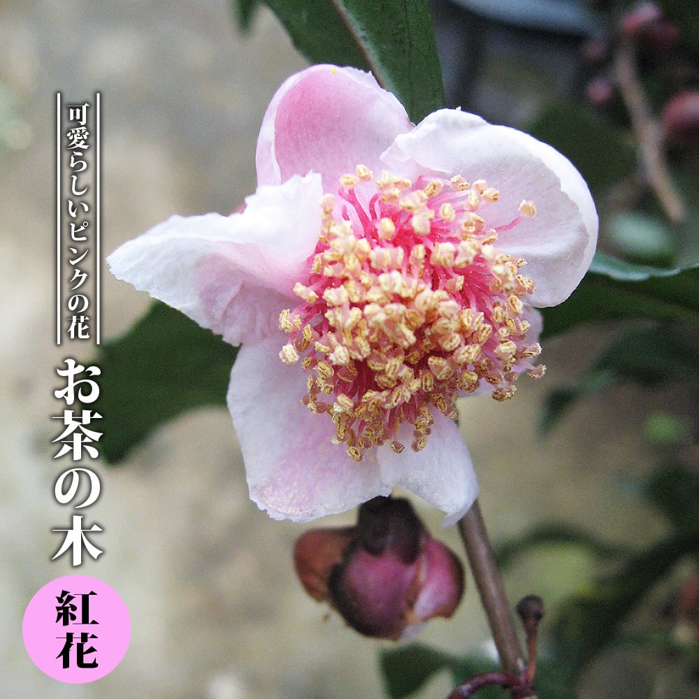 お茶の木 紅花 5号ポット苗 挿し木 爆買いweek : 苗木部 花ひろば