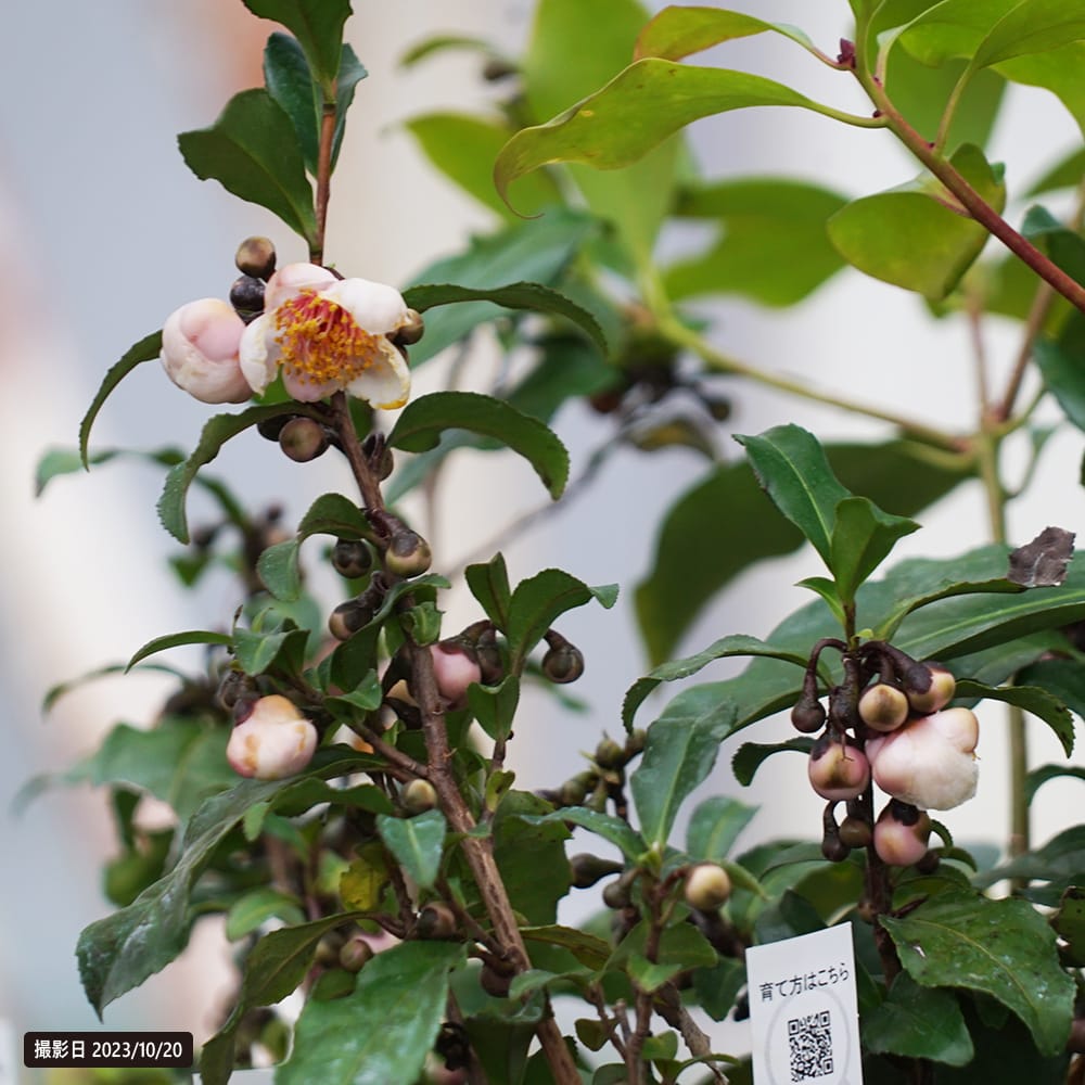 お茶の木 紅花 5号ポット苗 挿し木 爆買いweek : 苗木部 花ひろば