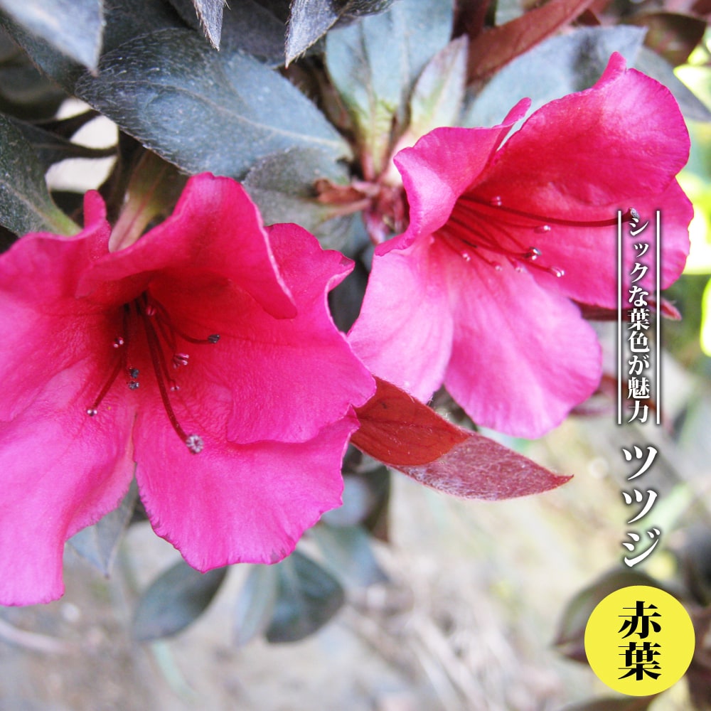 ツツジ 赤葉 3 5号ポット苗 ハナヒロバリュー Niwaki Tutuji Akaba V 苗木部 花ひろばオンライン 通販 Yahoo ショッピング
