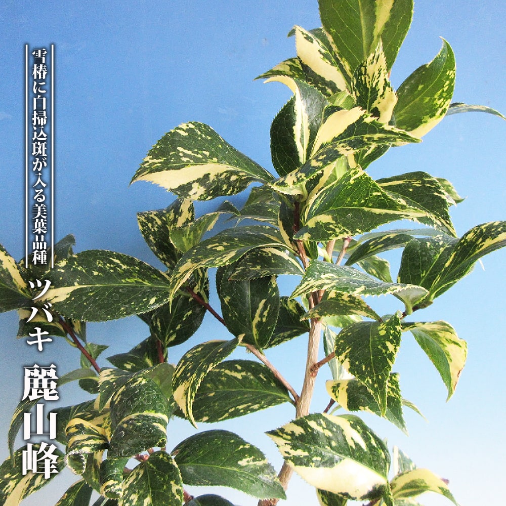 ツバキ 雪椿 麗山峰 3.5号ポット苗 ハナヒロバリュー : 苗木部 花