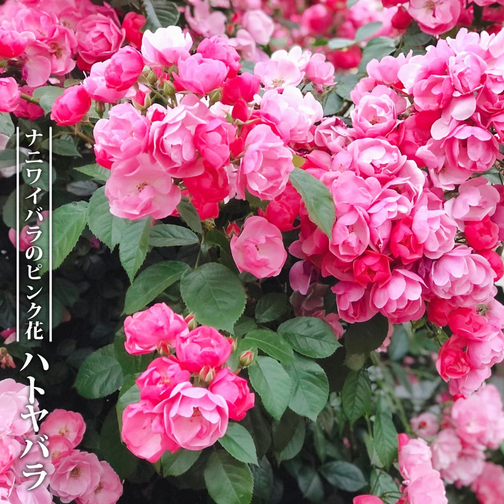 バラ ハトヤバラ 挿し木 6号スリット鉢苗 : 苗木部 花ひろばオンライン