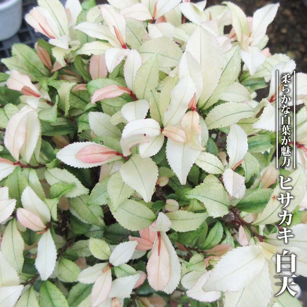 胴裏 正絹 衿裏付き 湯のし済 白 着物 どううら 絹 きもの 裏地