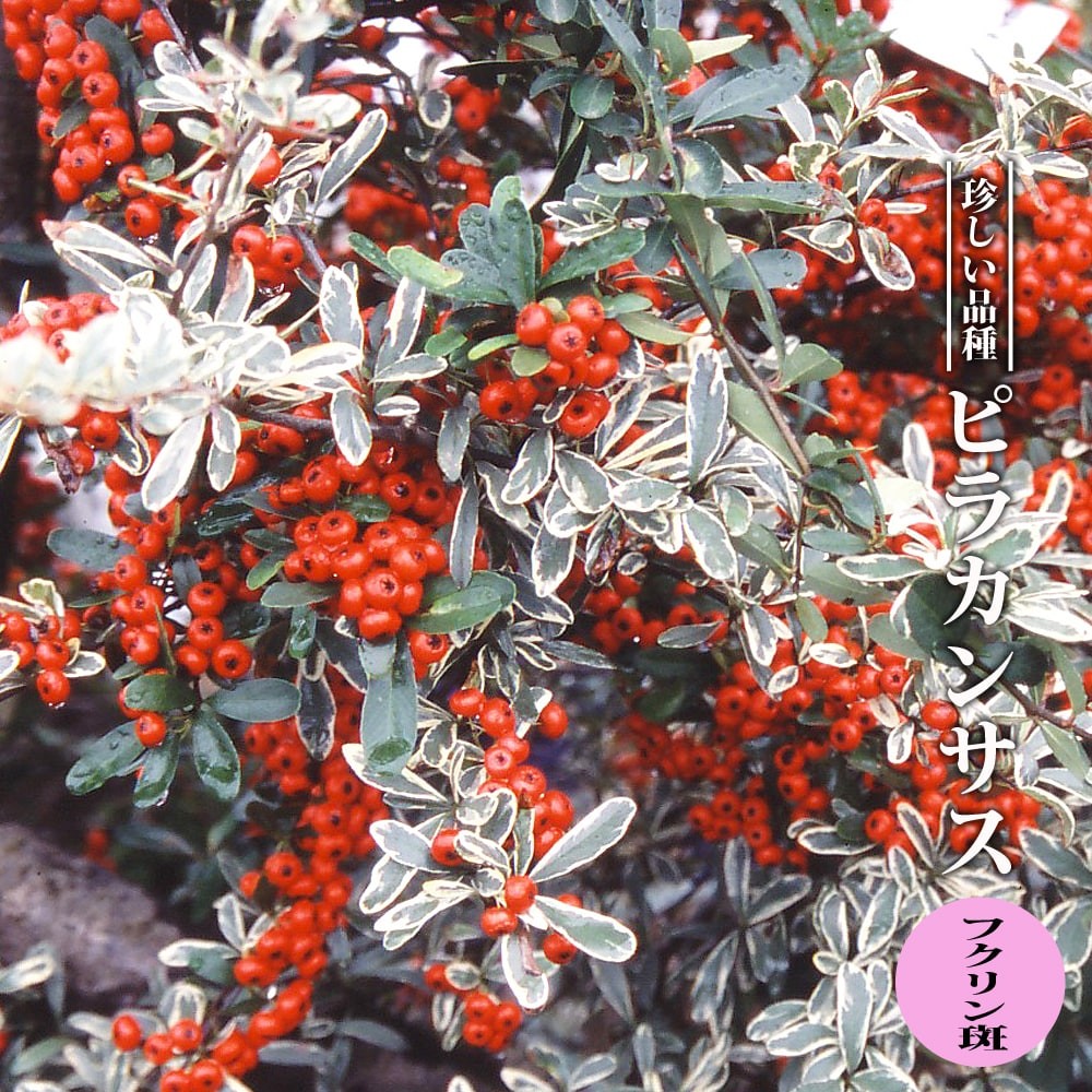 斑入りピラカンサス 白フクリン斑 3.5号ポット苗 ハナヒロバリュー