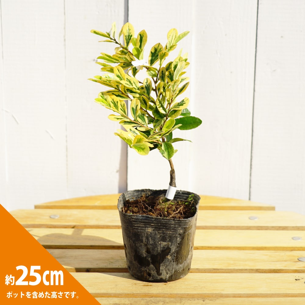 ハマヒサカキ フクリン斑 3.5号ポット苗 挿し木 ハナヒロバリュー