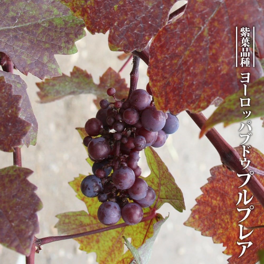 ヨーロッパブドウ プルプレア 3 5号ポット苗 挿し木 ハナヒロバリュー Yo Rottpabudou Purupurea V 苗木部 花ひろばオンライン 通販 Yahoo ショッピング