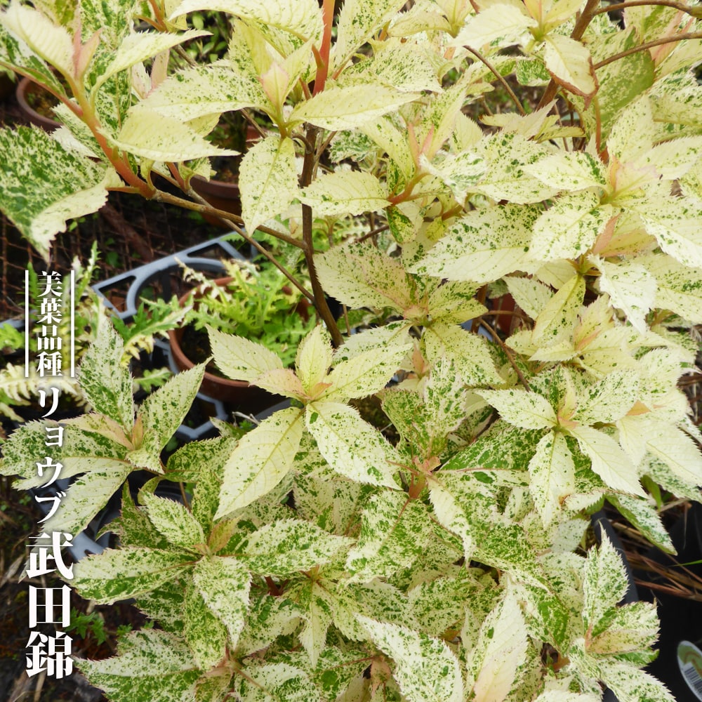 リョウブ 武田錦 3 5号ポット苗 挿し木 ハナヒロバリュー Niwaki Ryoubu Takedanisiki V 苗木部 花ひろばオンライン 通販 Yahoo ショッピング リョウブ 武田錦 3 5号ポット苗 挿し木 ハナヒロバリュー Niwaki Ryoubu Takedanisiki V 苗木部 花ひろばオンライン 通販 Yahoo ショッピング