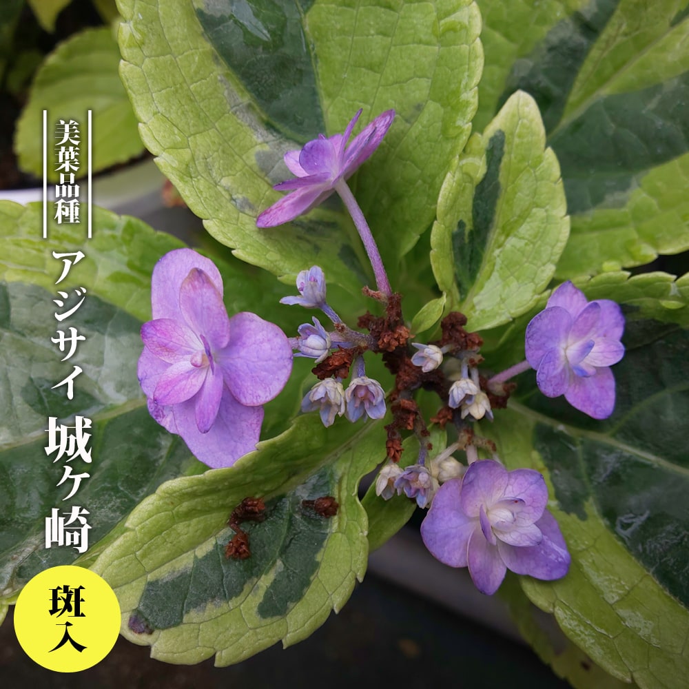 アジサイ 城ヶ崎 フクリン斑 3 5号ポット苗 ハナヒロバリュー Niwaki Ajisai Jogasaki V 苗木部 花ひろばオンライン 通販 Yahoo ショッピング