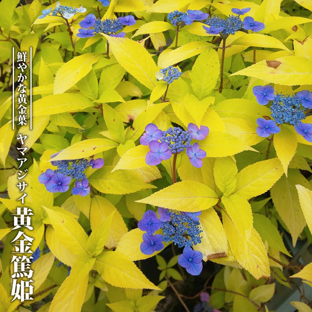 青花黄金ヤマアジサイ 紫陽花 ヤマアジサイ 黄金篤姫 3号ポット苗 ハナヒロバリュー 登録品種