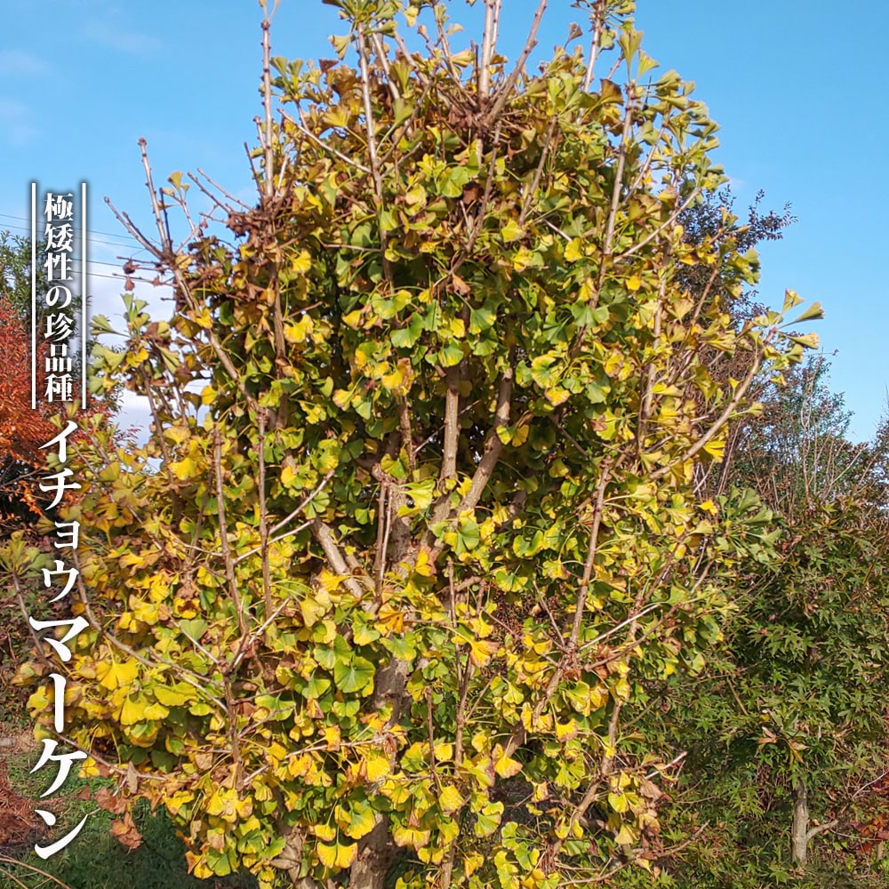 イチョウ マーケン 3 5ポット苗ハナヒロバリュー Ichou Maken V 苗木部 花ひろばオンライン 通販 Yahoo ショッピング