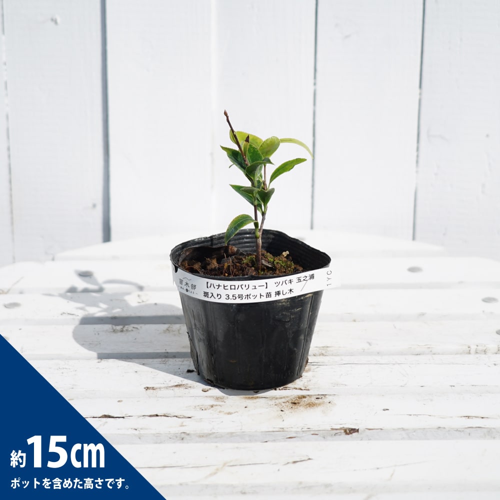 斑入り玉の浦 3.5号ポット苗 挿し木 ハナヒロバリュー : 苗木部 花