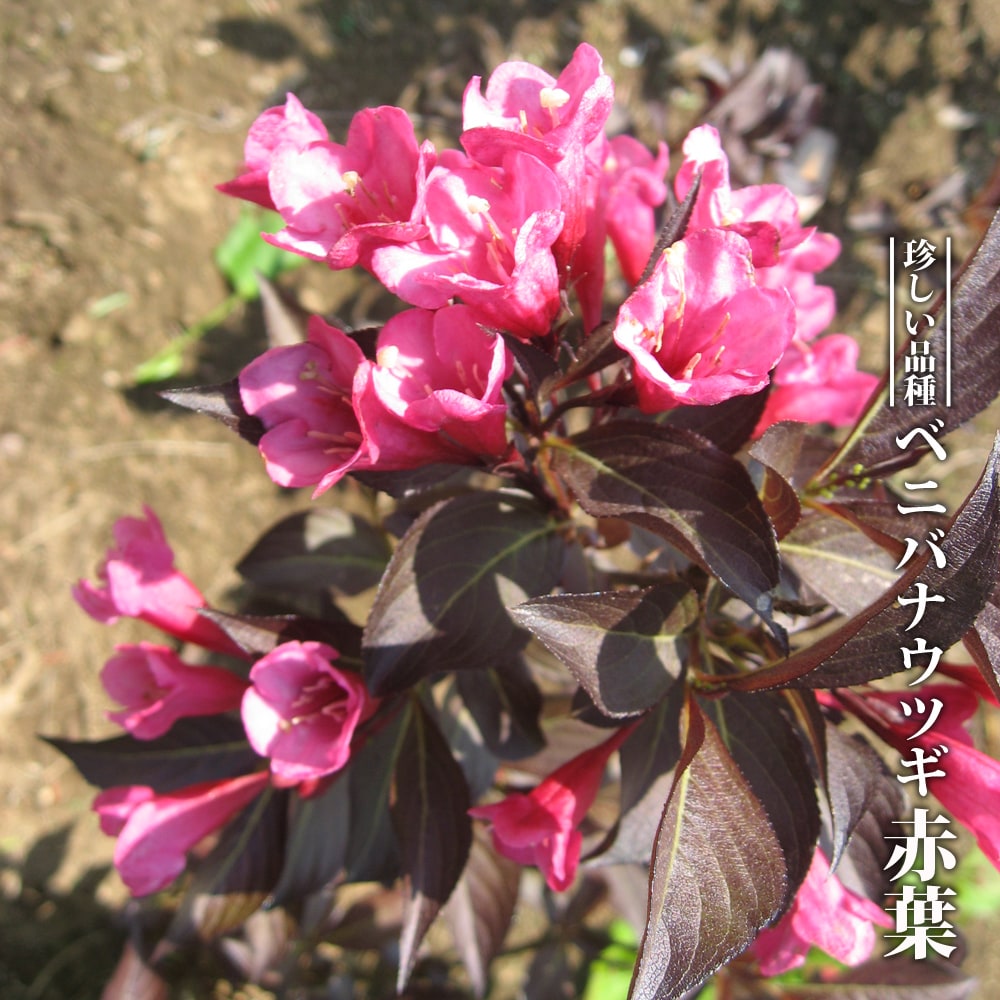 ベニバナウツギ 赤葉 3.5号ポット苗 挿し木 ハナヒロバリュー : niwaki 