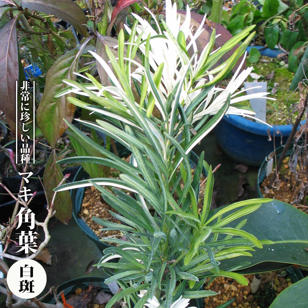 マキ 角葉 白斑 3.5号ポット苗 挿し木 ハナヒロバリュー 爆買いweek