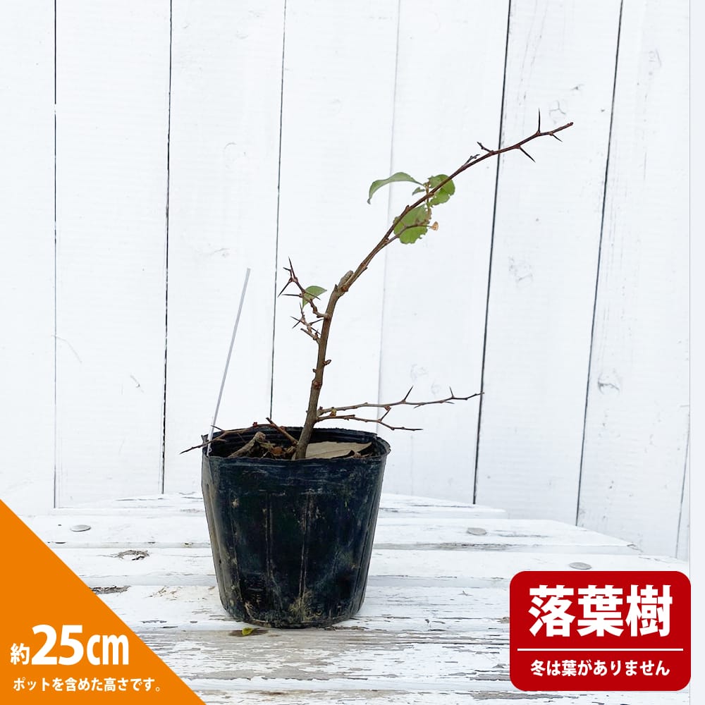 クサボケ 多摩錦 3.5号ポット苗 挿し木 ハナヒロバリュー : 苗木 クサボケ 多摩錦 3.5号ポット苗 挿し木 ハナヒロバリュー : 苗木