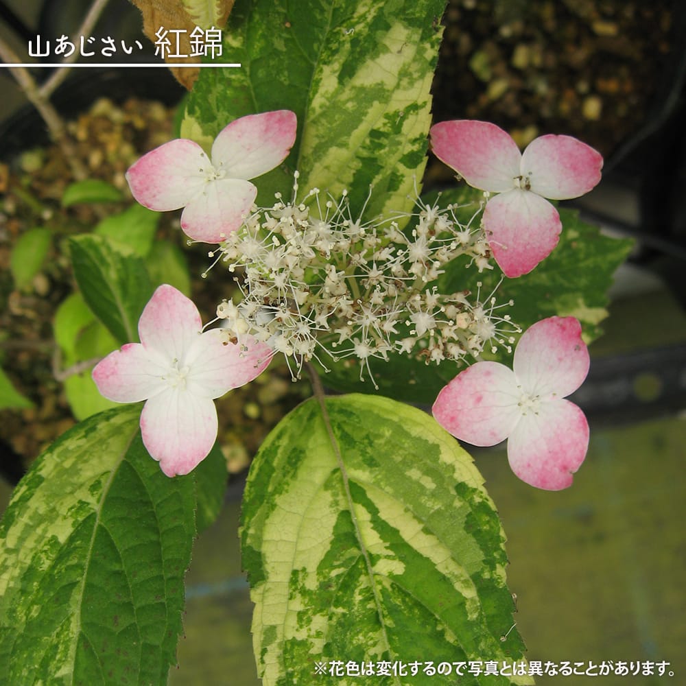 m*******出品❗ヤマアジサイ苗3苗お届け！ 紫陽花 ヤマアジサイ 紅錦 3号ポット苗 挿し木 ハナヒロバリュー