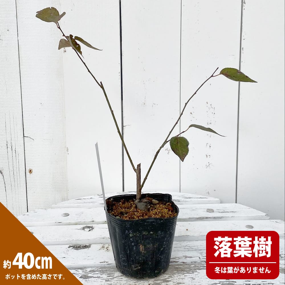 花梅 紅葉 紅花 3.5号ポット苗 接木 ハナヒロバリュー : value706-v 