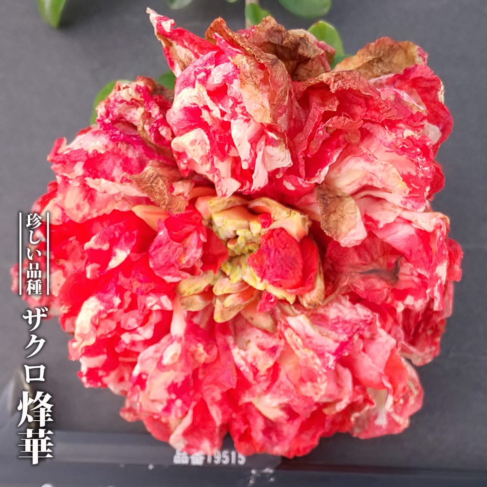 ザクロ苗 烽華 3.5号ポット苗 挿し木 ハナヒロバリュー 爆買いweek
