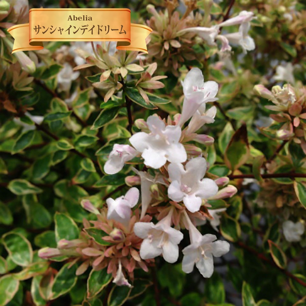 アベリア サンシャインデイドリーム 5号ポット苗 Niwaki Aberia Sansha 苗木部 花ひろばオンライン 通販 Yahoo ショッピング