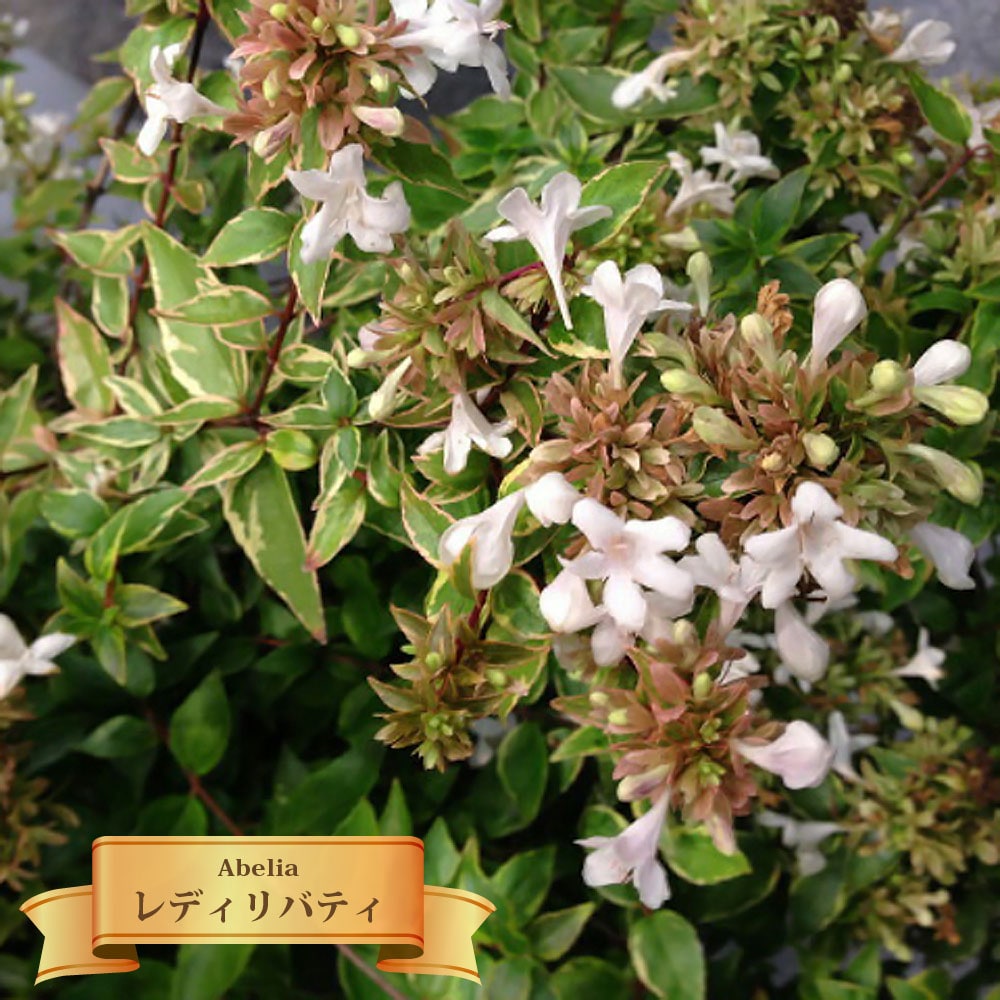 ティーリーフ特大。花芽有り。 楽天市場】プリザーブドフラワー 花材 即日出荷 シルバーティー