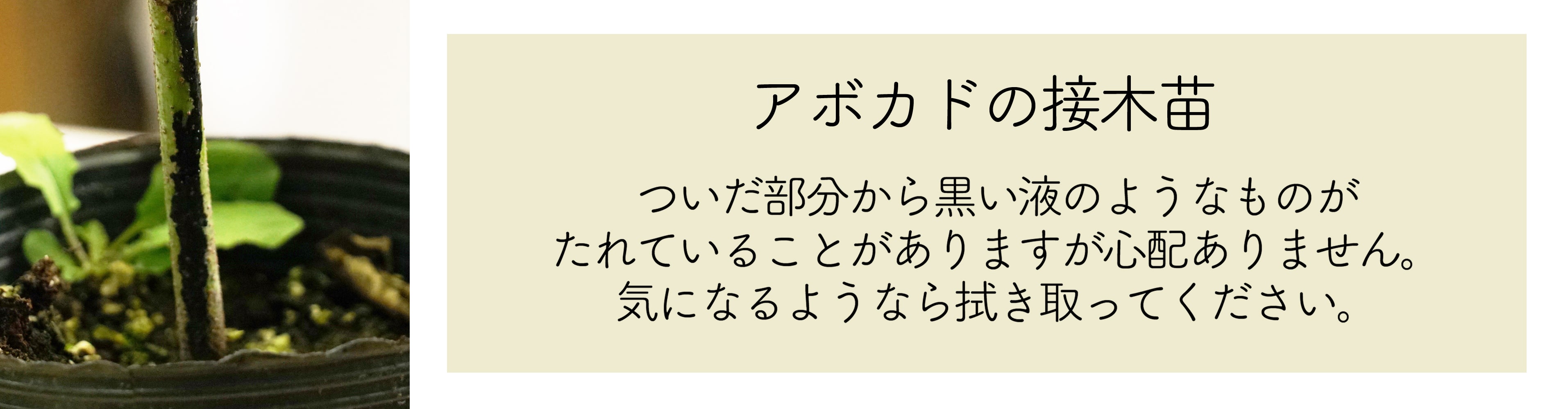 ズタノ種 アボカド Bタイプ 1年生 接木 苗木 : abokado-zutano : 苗木