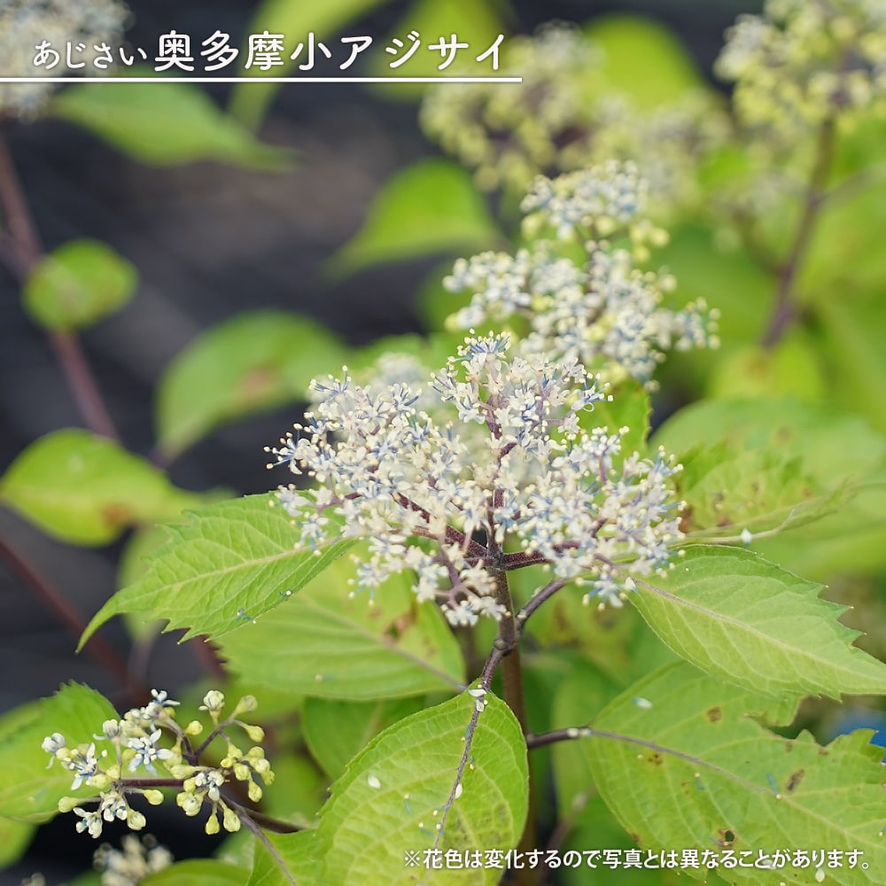 アジサイ 奥多摩小アジサイ （オクタマコアジサイ） 5号ポット苗