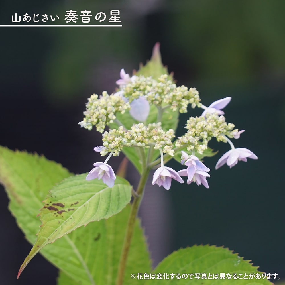 紫陽花 ヤマアジサイ 奏音の星 （かなとのほし） ポット苗 爆買いweek
