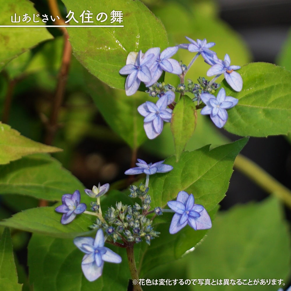 紫陽花 ヤマアジサイ 久住の舞 ポット苗 爆買いweek : 苗木部 花ひろば