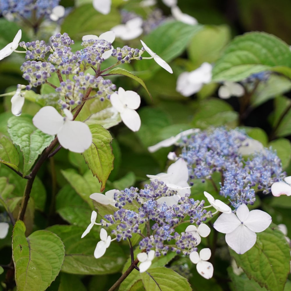 紫陽花 ヤマアジサイ 富士の峰 （ふじのみね） ポット苗 : 苗木部 花
