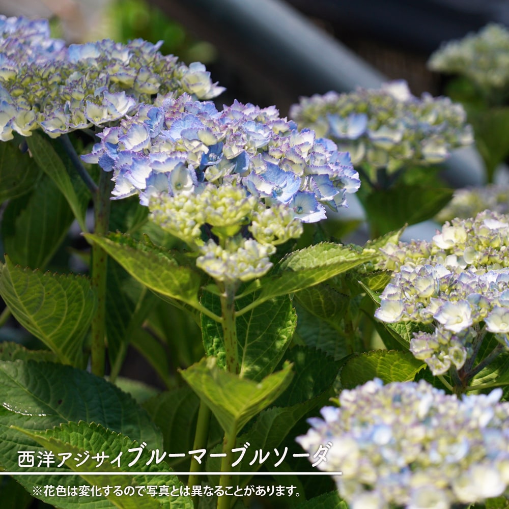 紫陽花ページ 秋色紫陽花 