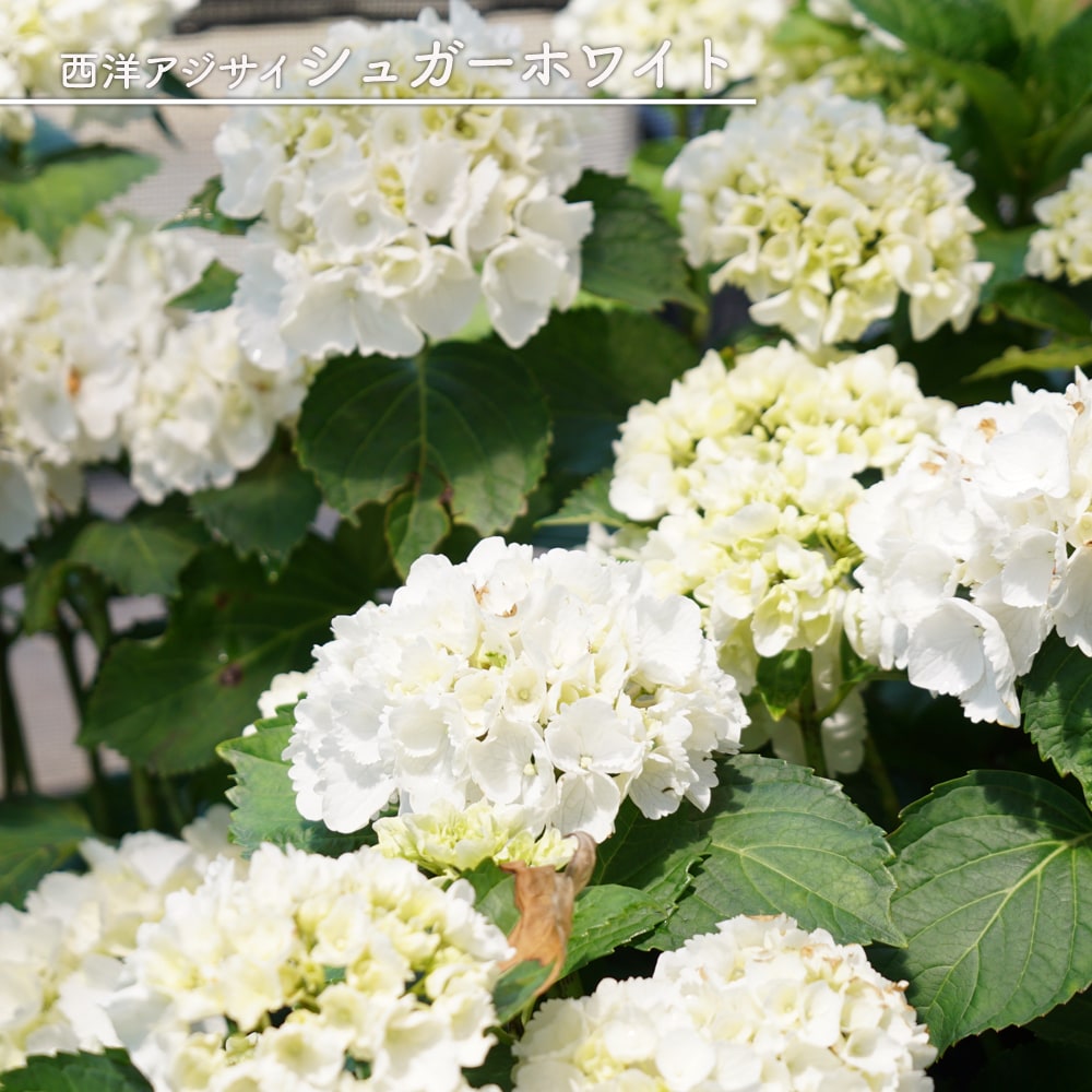 紫陽花　スパイラルホワイトS 紫陽花 あじさい シュガーホワイト 5号ポット苗 : 苗木部 花ひろば