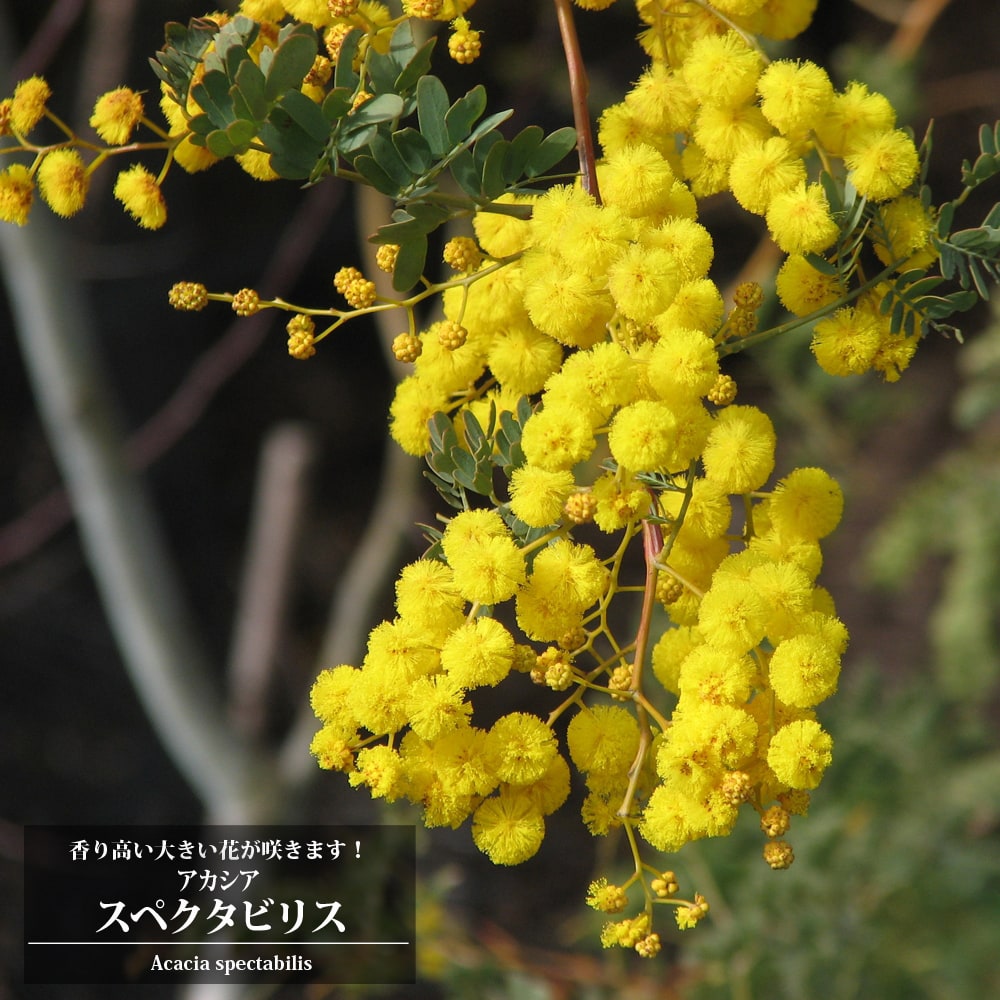 引き取り限定　アカシアスペクタビリス2本セット アカシアの木 スペクタビリス 3号ポット苗 : 苗木部 花ひろば