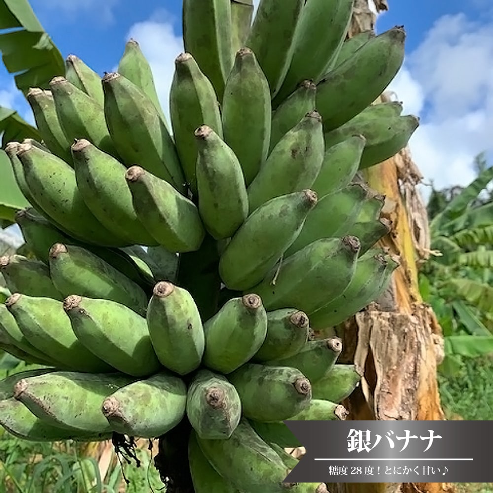 バナナの木 銀バナナ カット大苗 石垣島から直送 代引不可・着日指定日