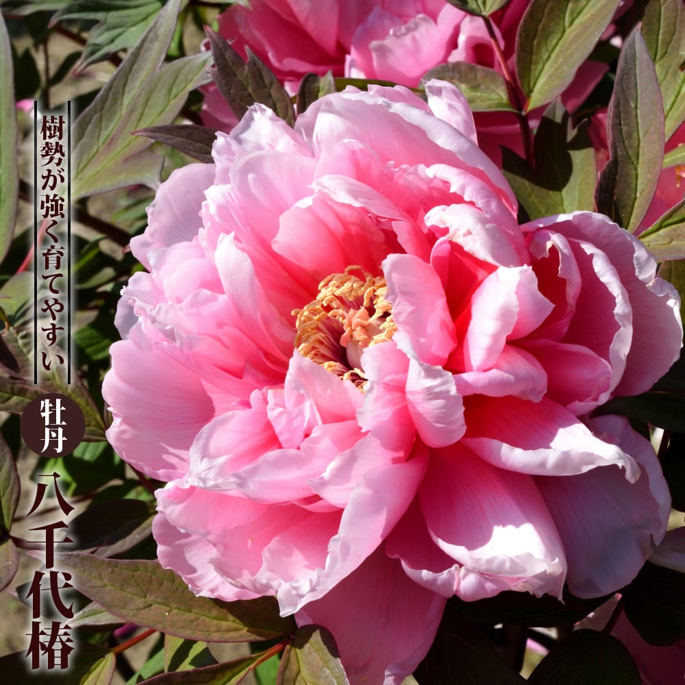 八千代椿 ピンク色 牡丹 2年生 6号スリット苗 Botan Yachiyotsubaki 苗木部 花ひろばオンライン 通販 Yahoo ショッピング