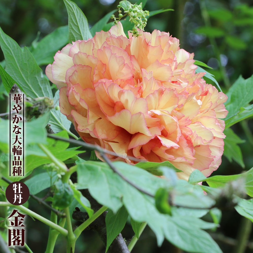 送料無料 通販 激安 金閣 （黄色） 花ひろば 苗木部 : 6号スリット苗 2年生 牡丹 絵画/タペストリー